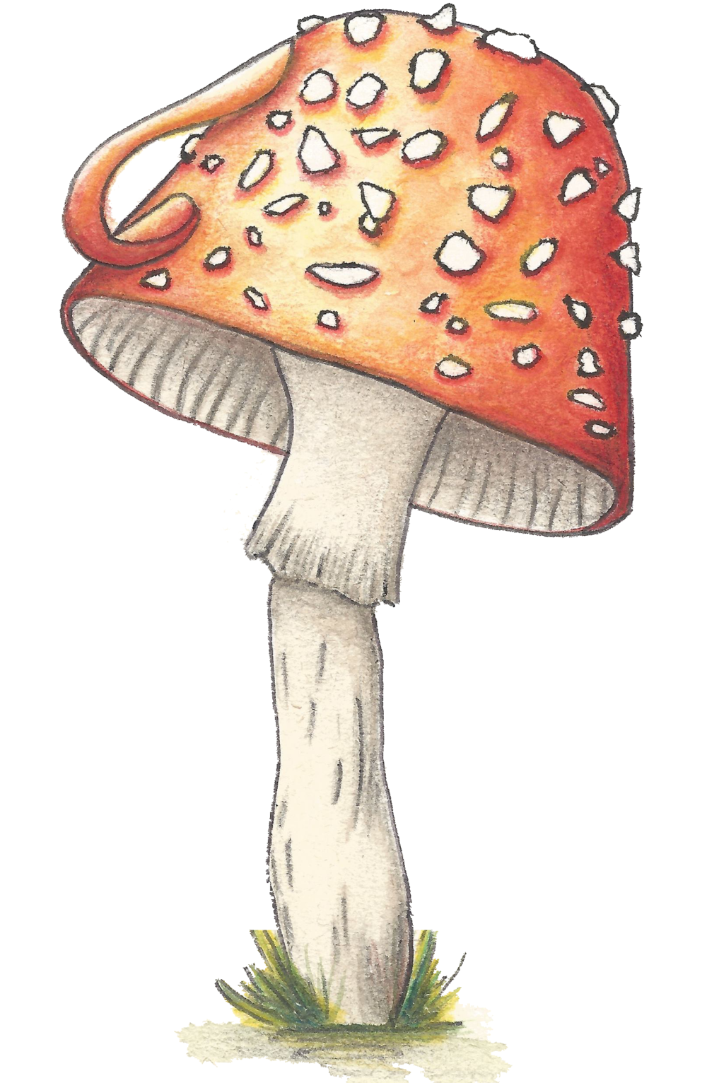 Toadstools and Teacups