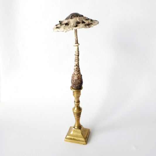 Miniature Candlestick Mushroom - Parasol