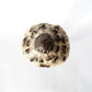 Miniature Candlestick Mushroom - Parasol