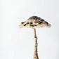 Miniature Candlestick Mushroom - Parasol