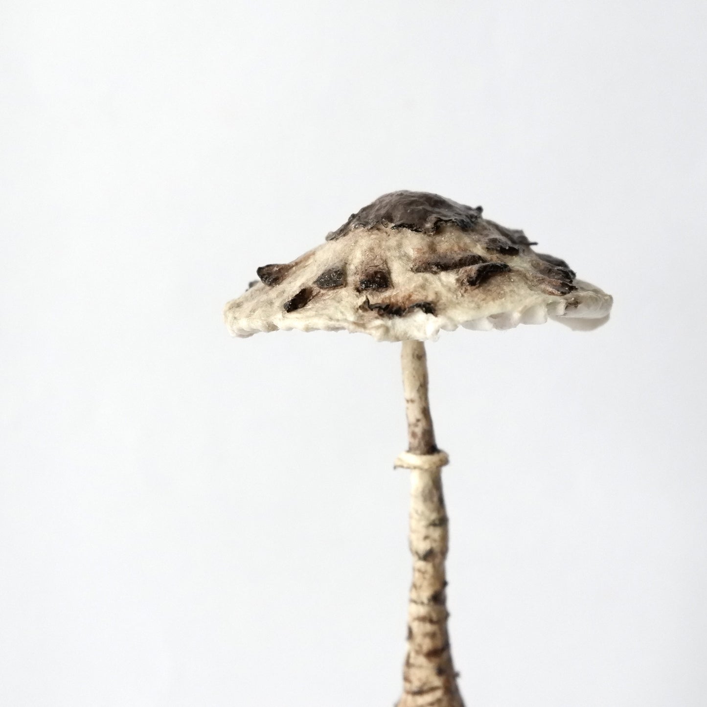 Miniature Candlestick Mushroom - Parasol