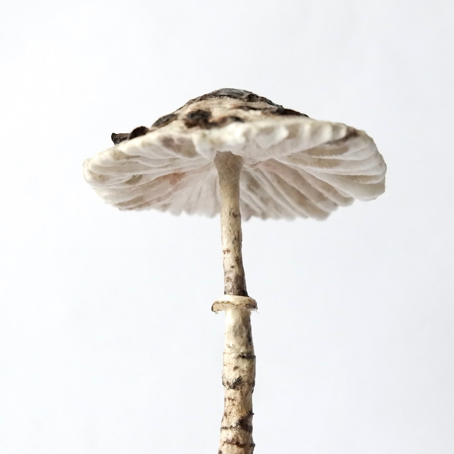 Miniature Candlestick Mushroom - Parasol