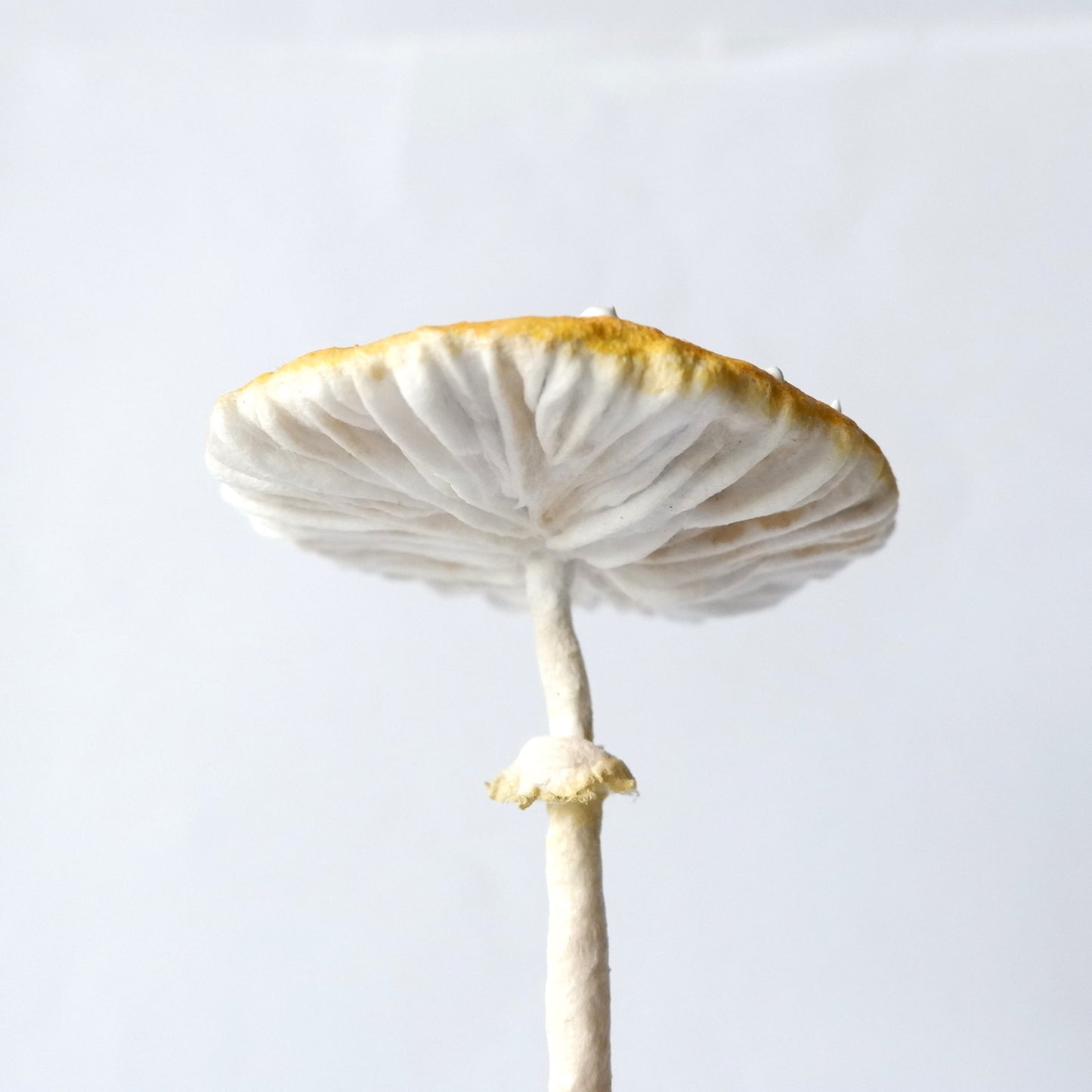 Miniature Candlestick Mushroom - Fly Agaric