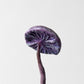 Miniature Candlestick Mushroom - Amethyst Deceiver