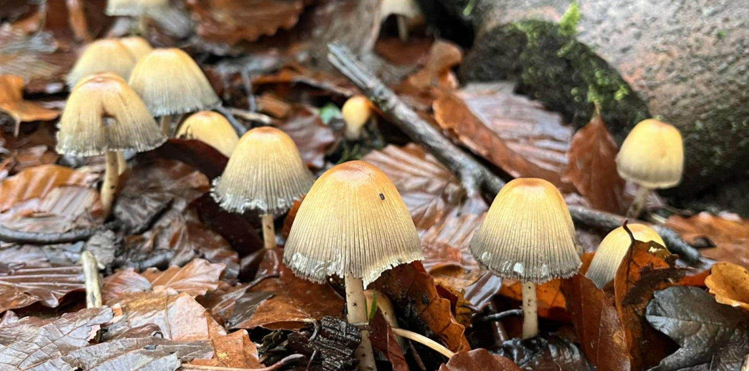 Mushrooms growing among fallen leaves on a forest floor