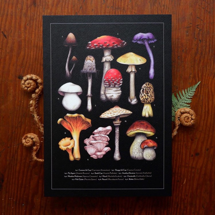 Vintage Mushroom Collection A4 Print