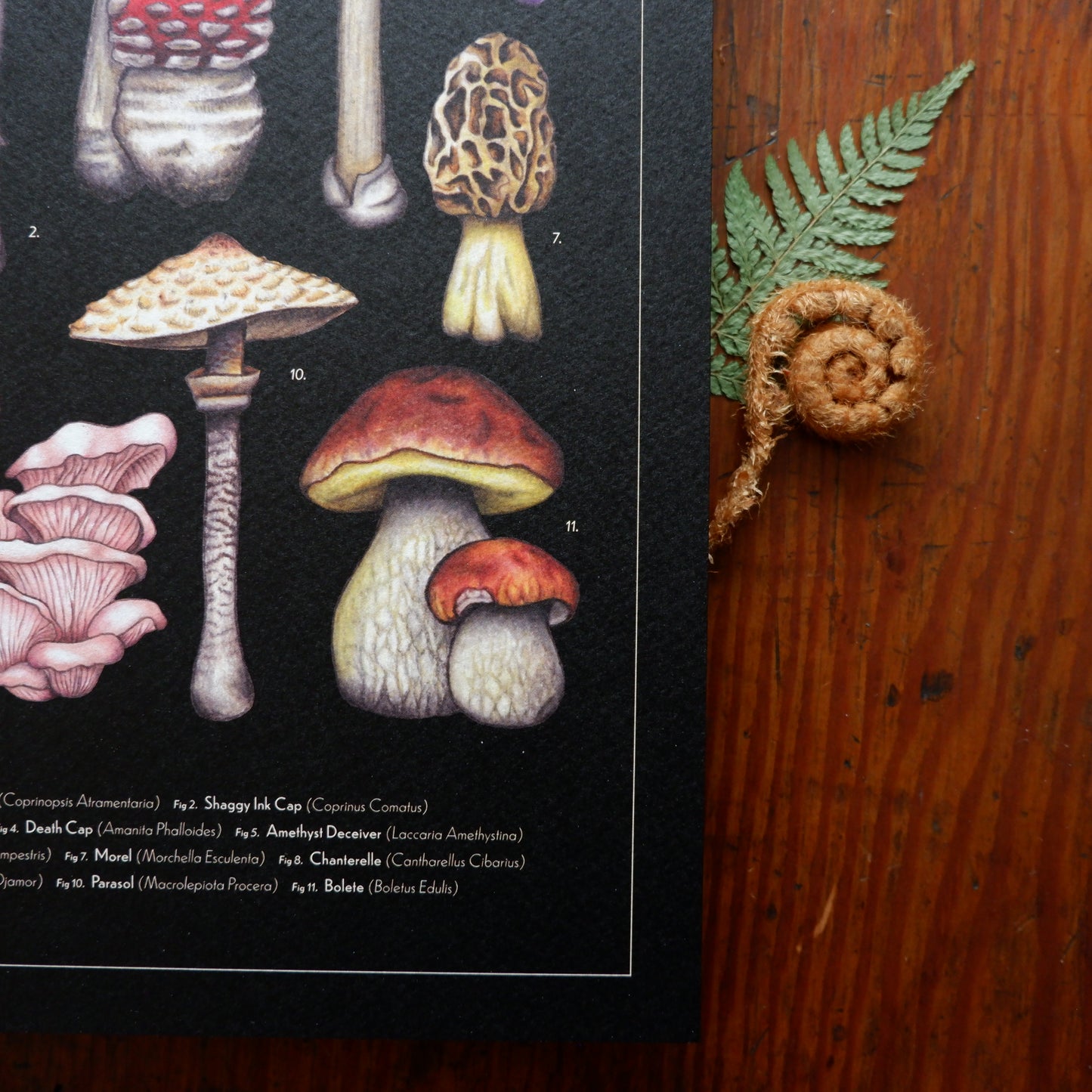 Vintage Mushroom Collection A4 Print