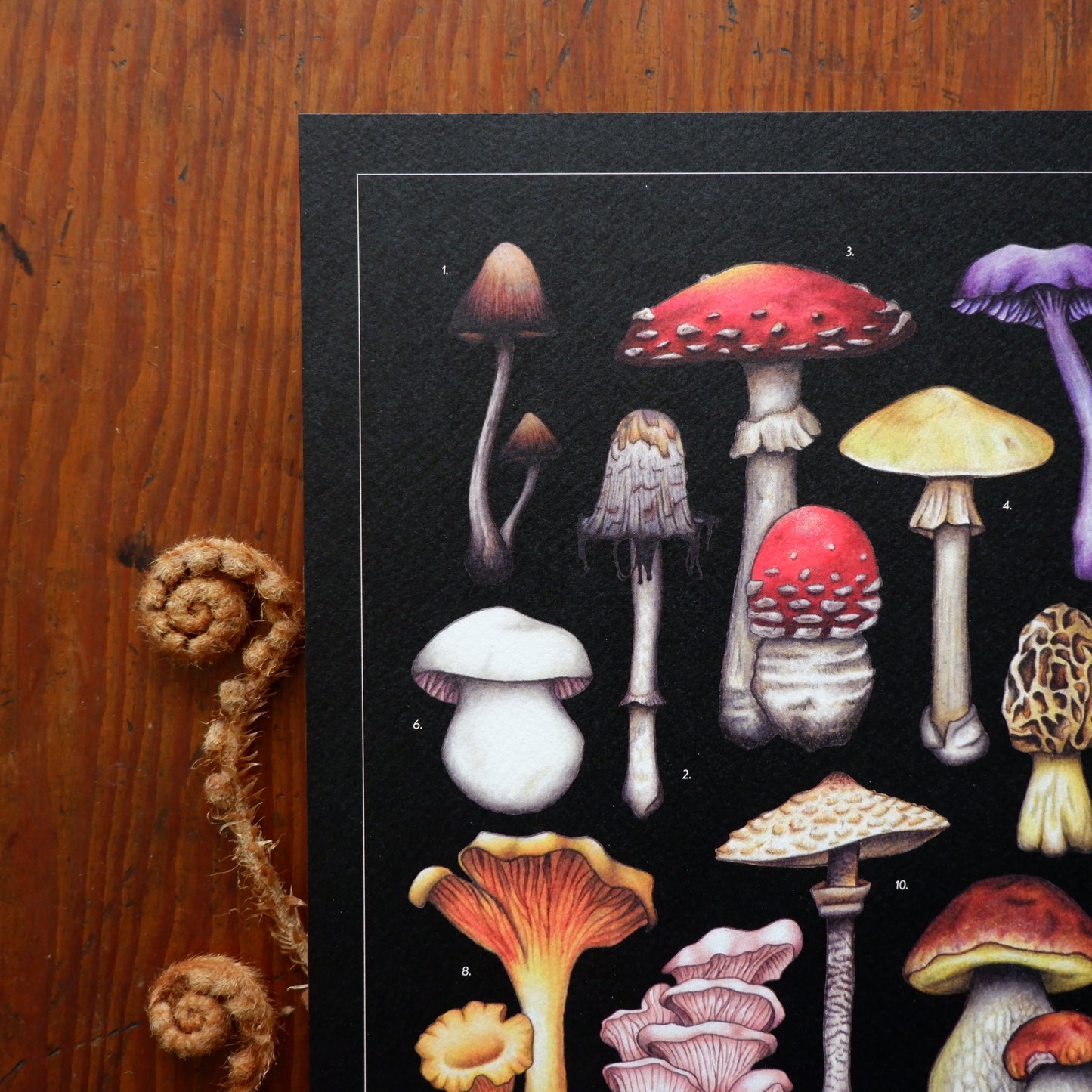 Vintage Mushroom Collection A4 Print