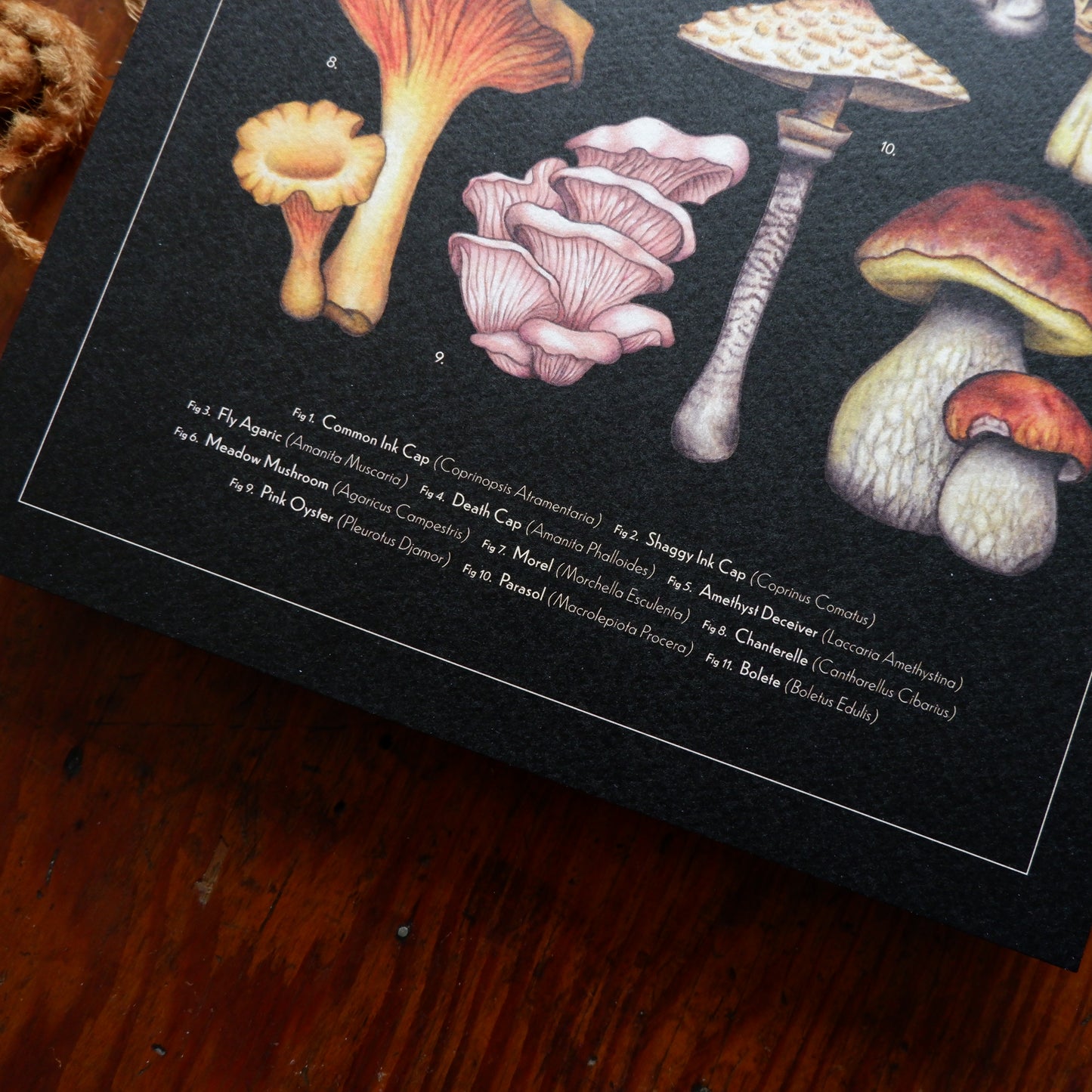 Vintage Mushroom Collection A4 Print