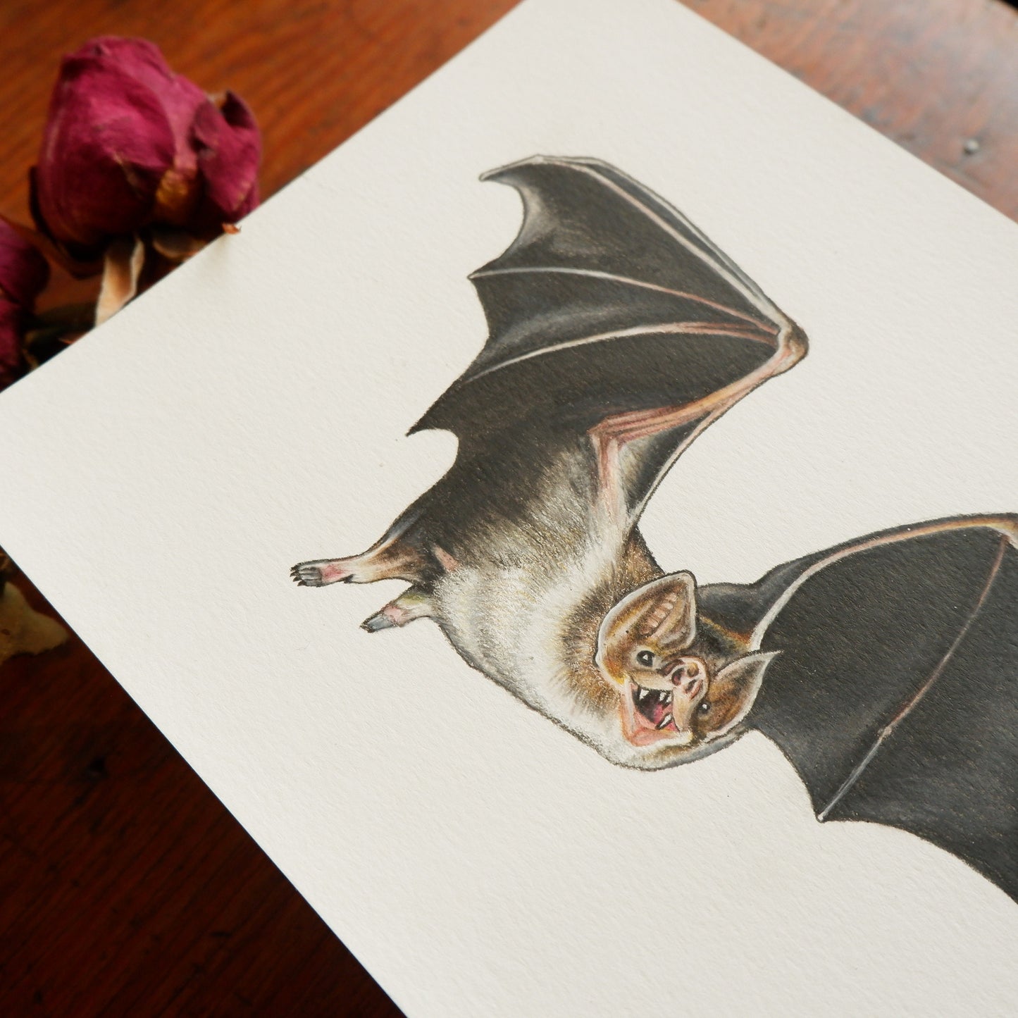 Bat A5 Signed Print