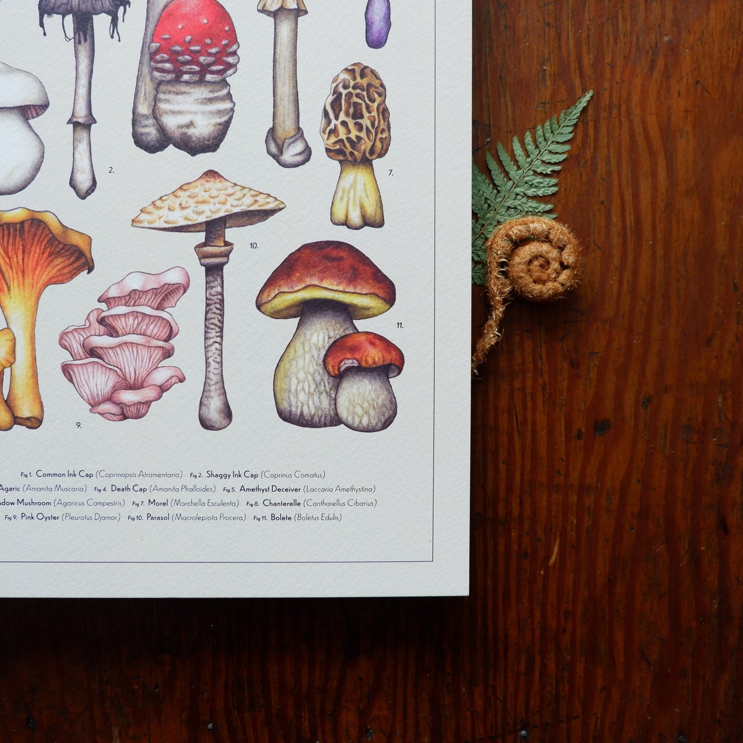 Vintage Mushroom Collection A4 Print