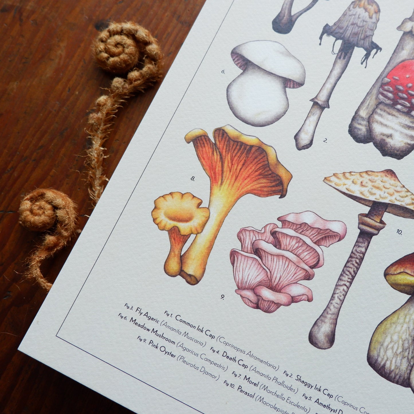 Vintage Mushroom Collection A4 Print