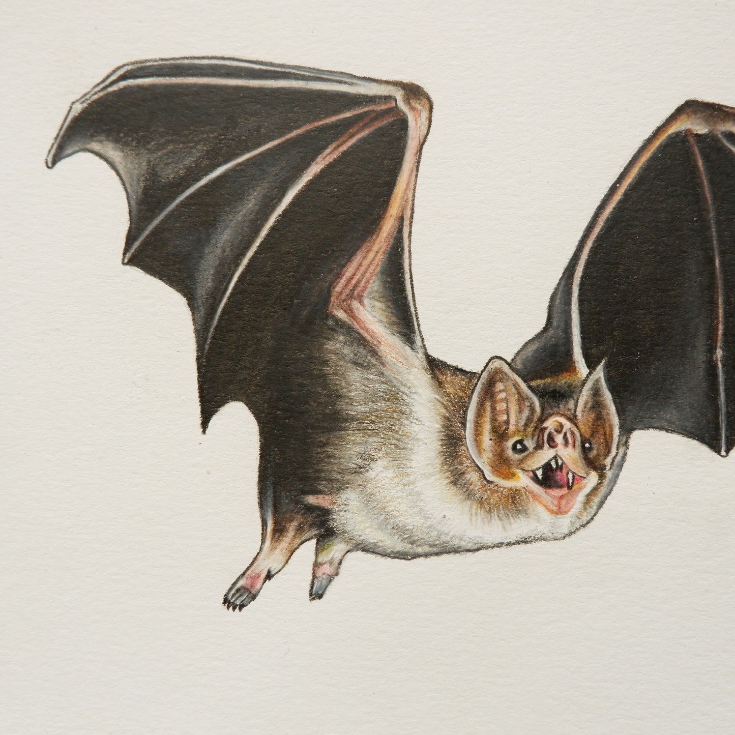 Bat A5 Signed Print