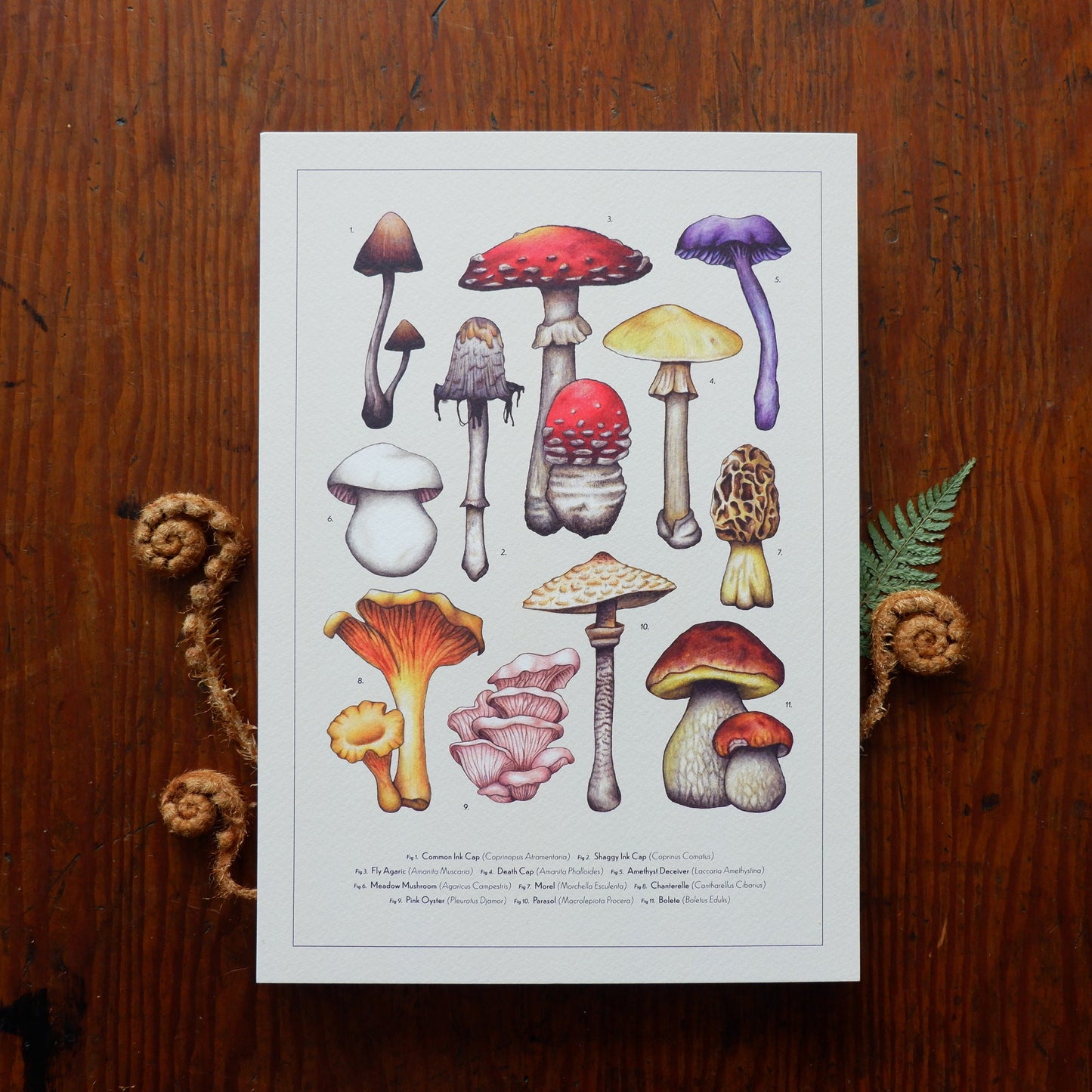 Vintage Mushroom Collection A4 Print