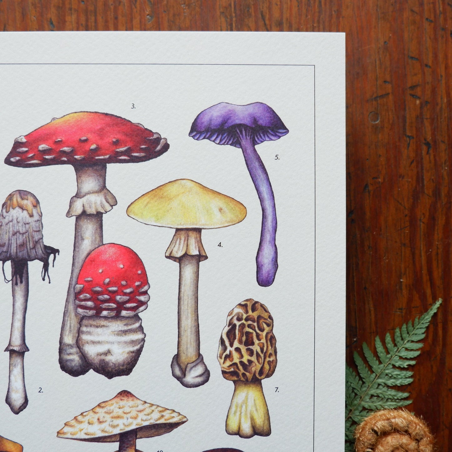 Vintage Mushroom Collection A4 Print