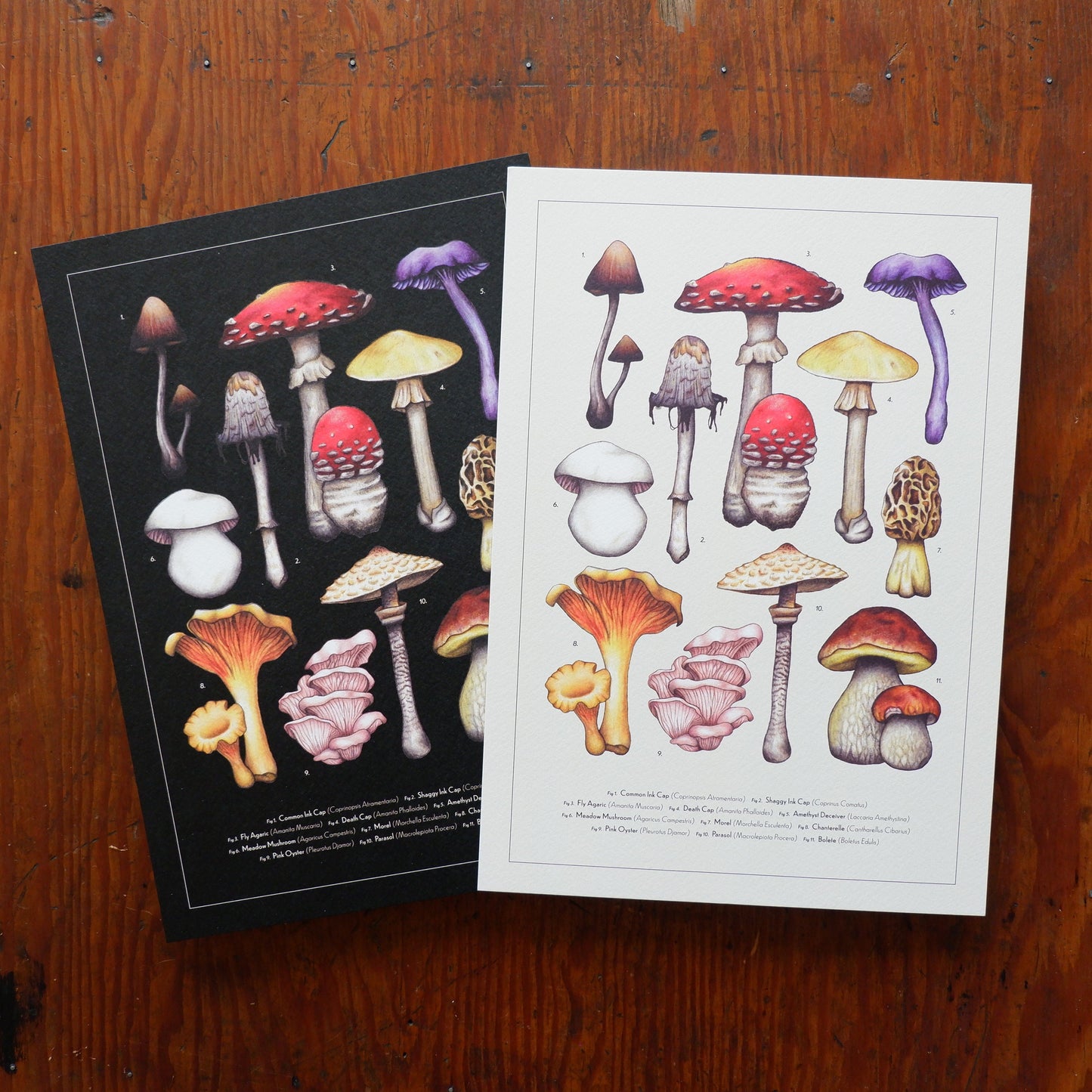 Vintage Mushroom Collection A4 Print