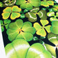 Clover Bloom Signed A4 A5 Print