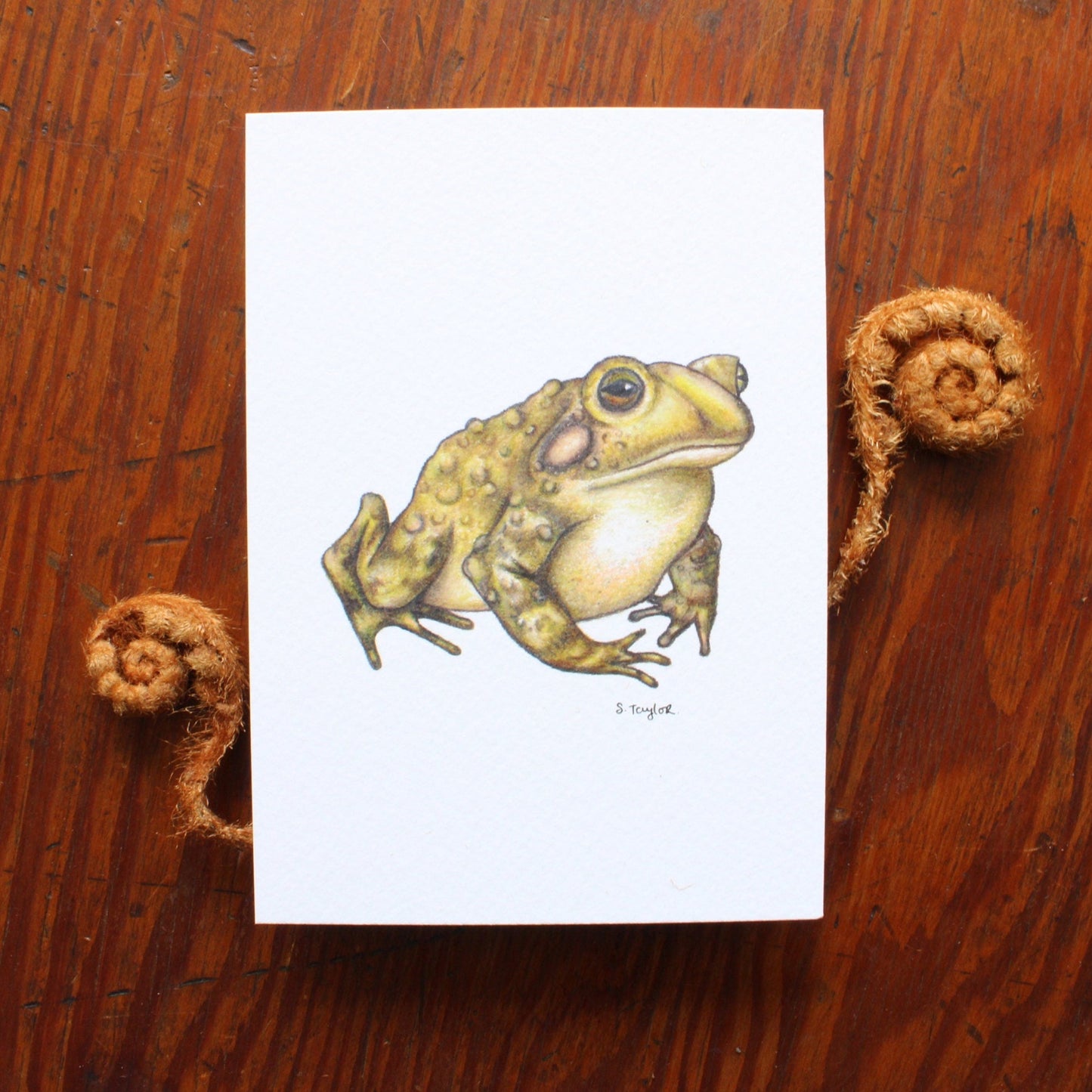 Frog Toad Signed A6 Print