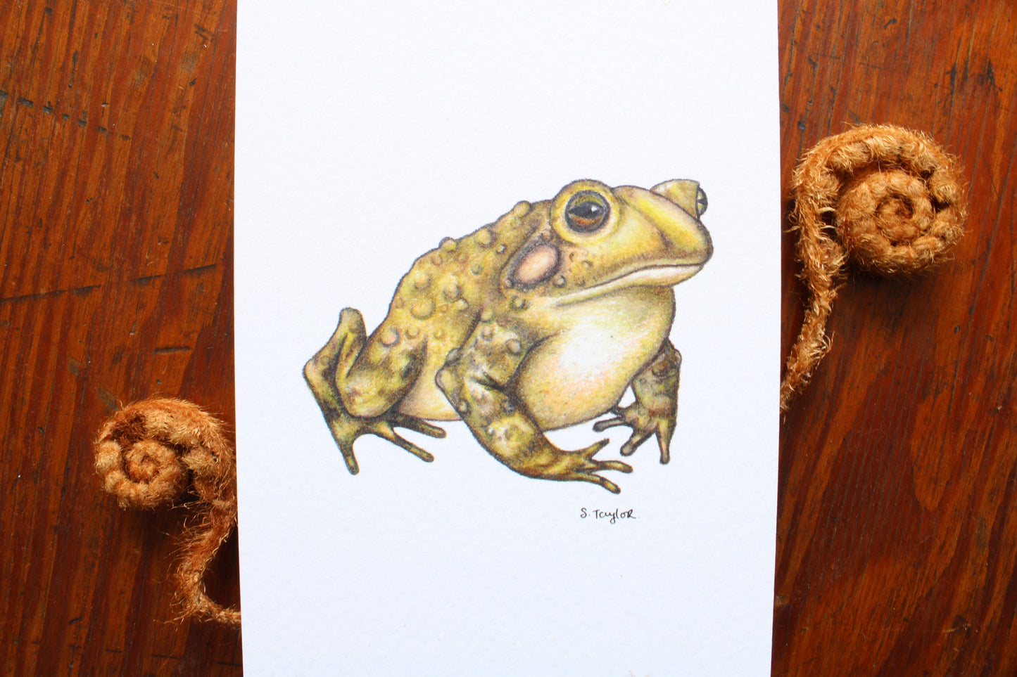 Frog Toad Signed A6 Print