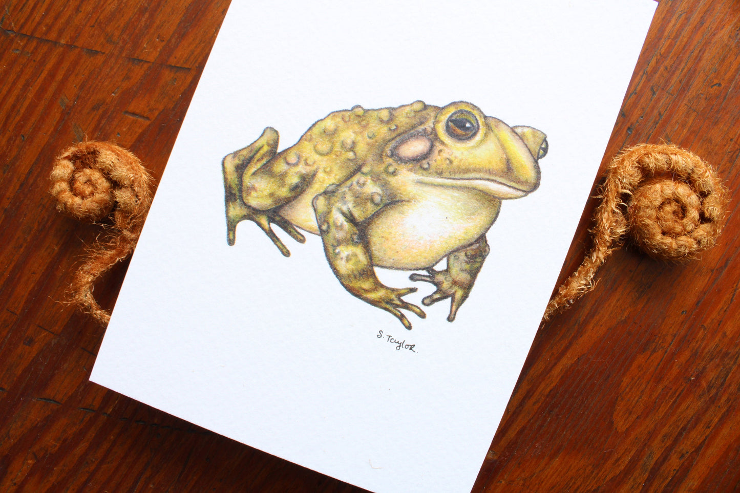 Frog Toad Signed A6 Print